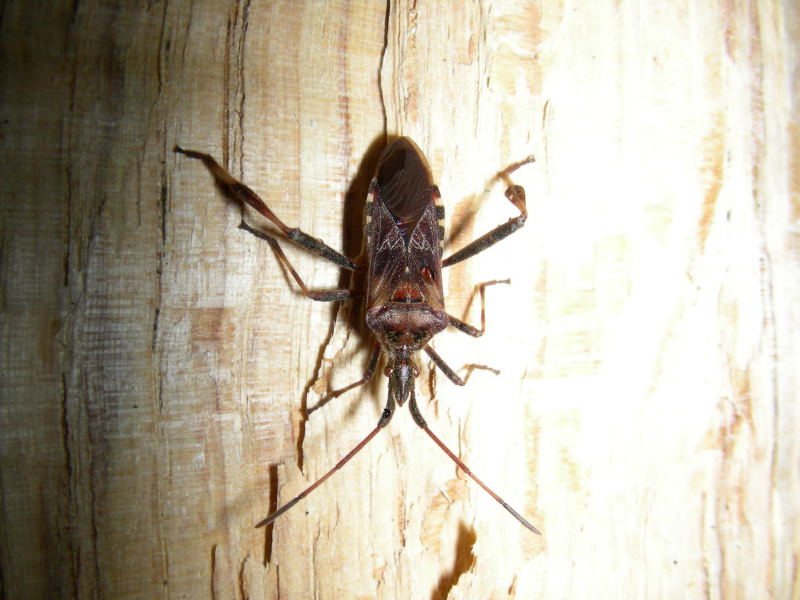 Incontro burrascoso! Leptoglossus occidentalis