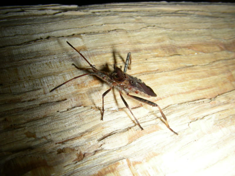 Incontro burrascoso! Leptoglossus occidentalis