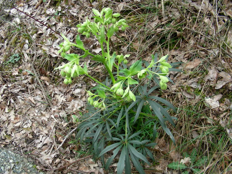 Helleborus foetidus / Elleboro puzzolente