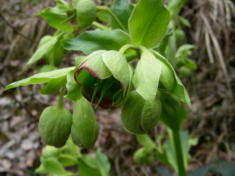 Helleborus foetidus / Elleboro puzzolente