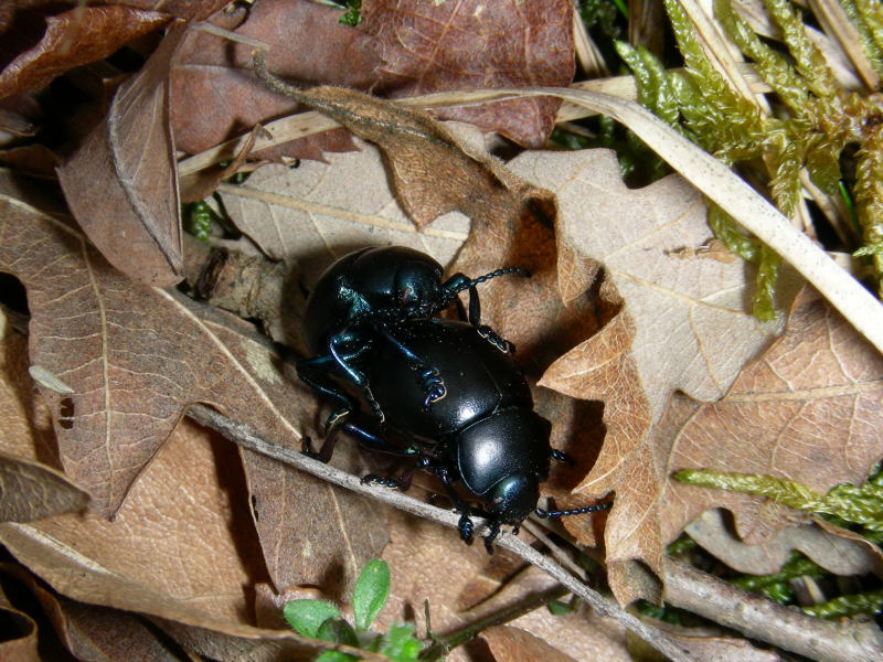 Timarcha nicaeensis