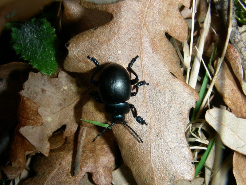 Timarcha nicaeensis