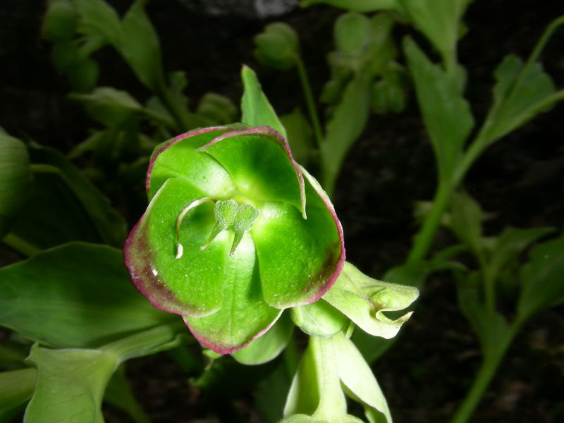 Helleborus foetidus / Elleboro puzzolente