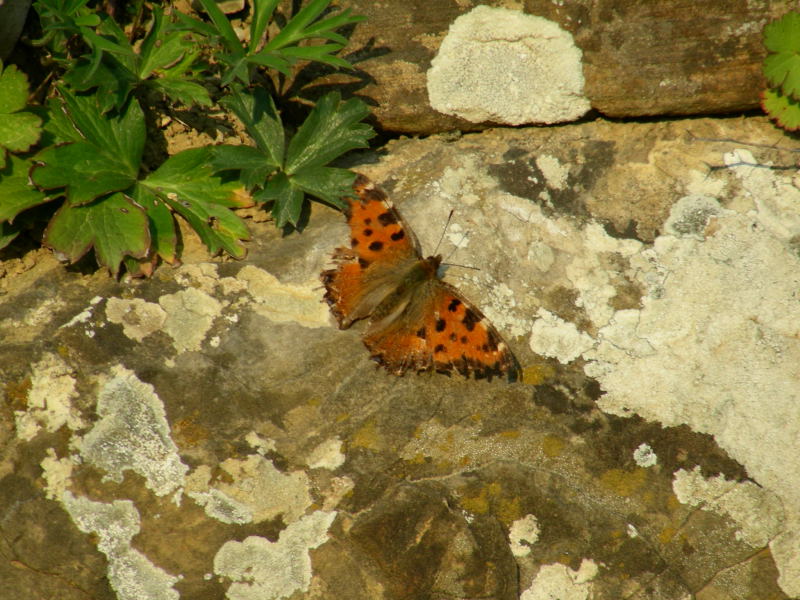 Nymphalis polychloros