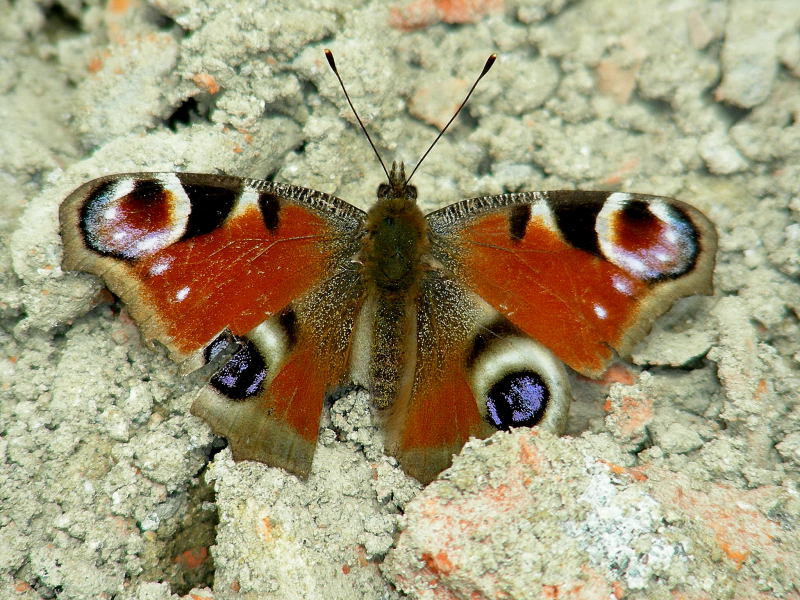 La mia prima farfalla!!!  - Aglais io