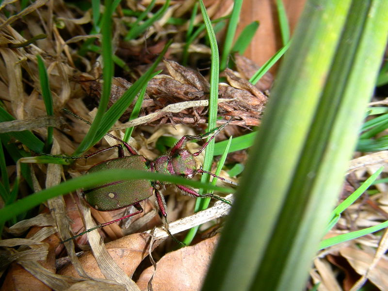 Qualche altra cicindela