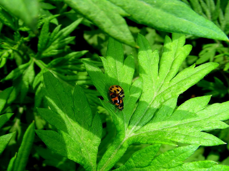 Coccinelle felici!