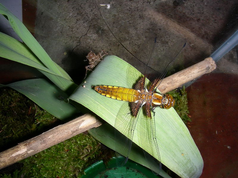 Libellula depressa