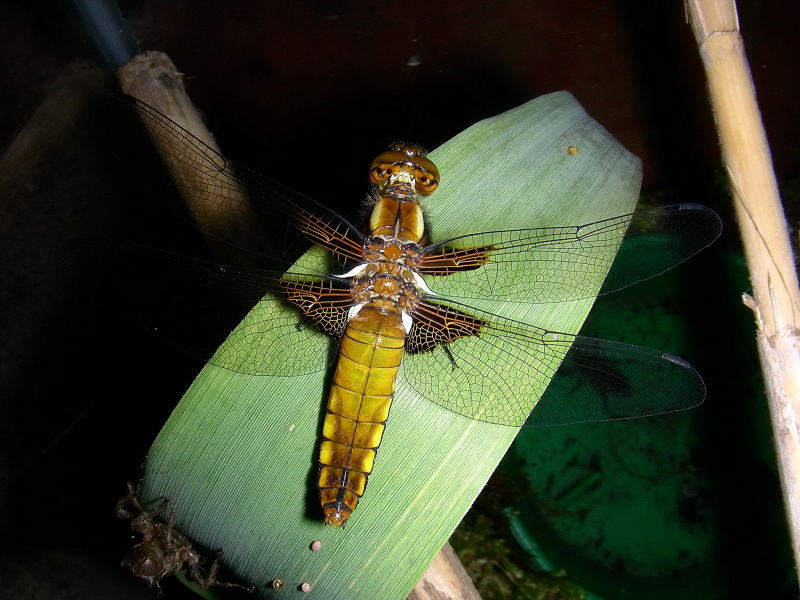 Libellula depressa