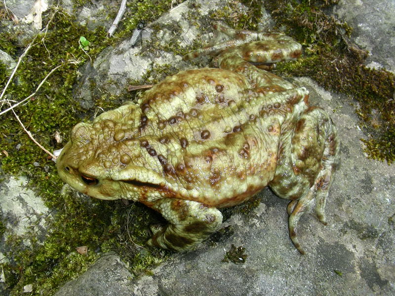 Un bellissimo Bufo bufo