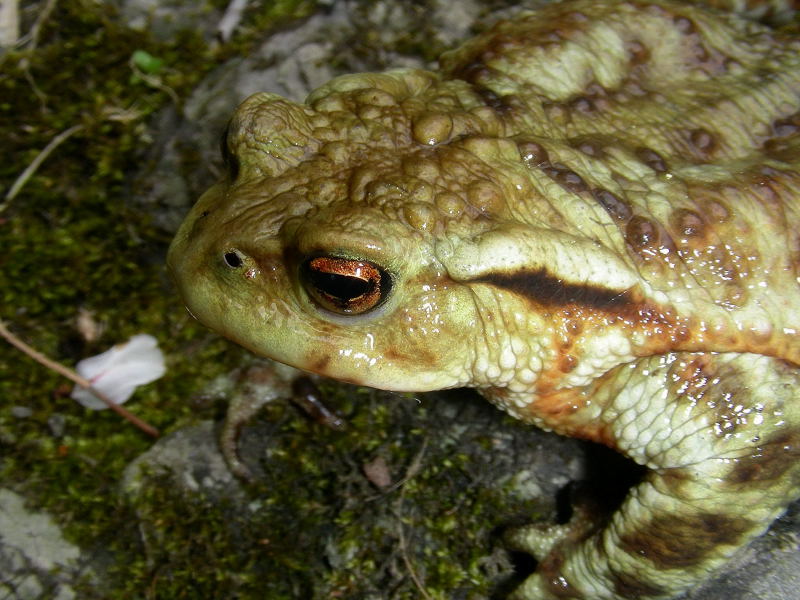Un bellissimo Bufo bufo
