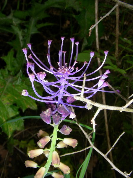 Muscari comosum / Lampagione