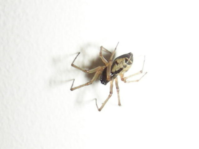 Compagno di banco..(Linyphiidae)