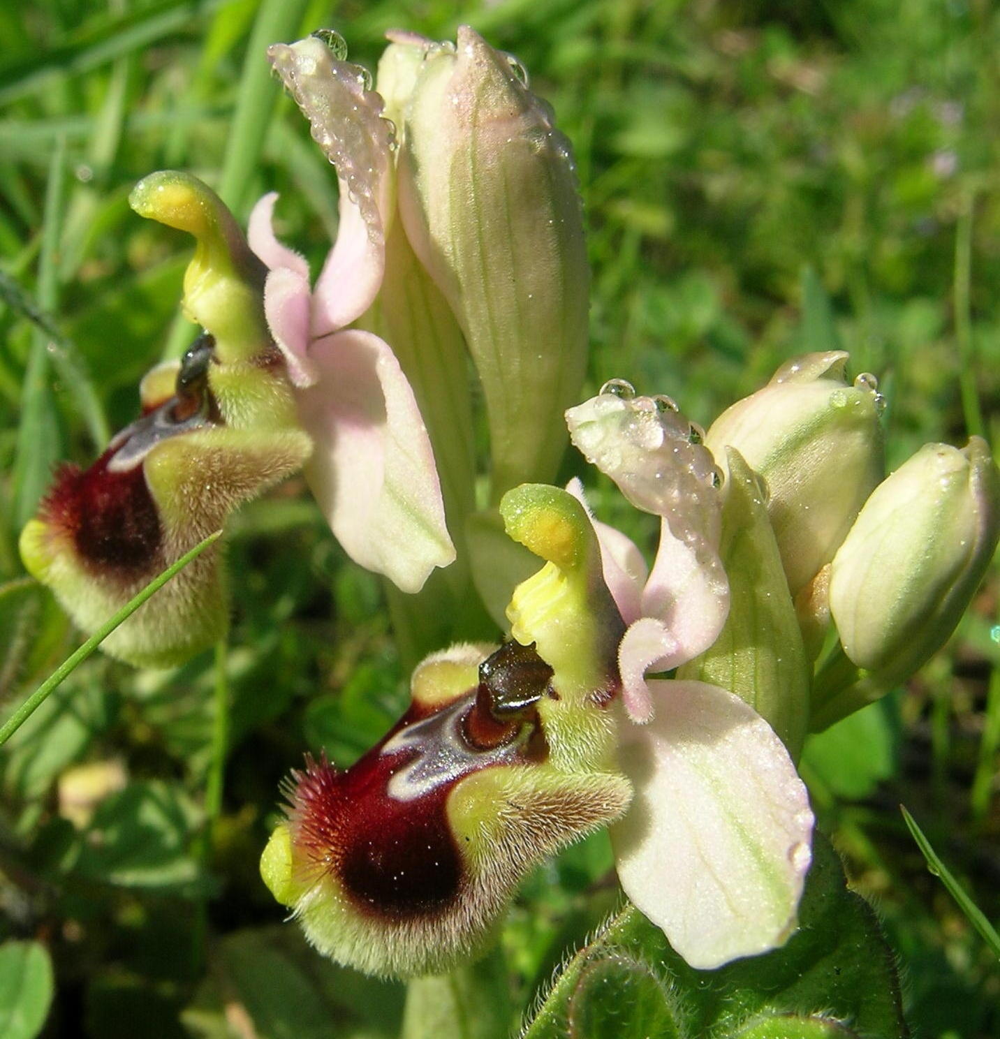 Ophrys tenthredinifera