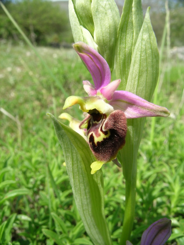 Ophrys apulica