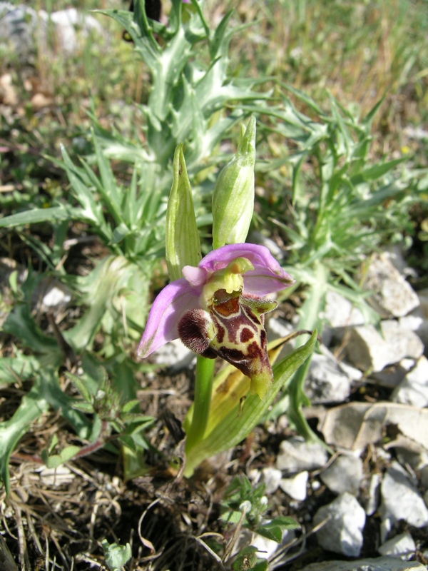 Ophrys apulica