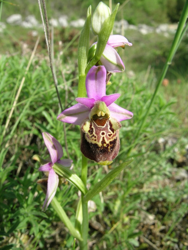 Ophrys apulica