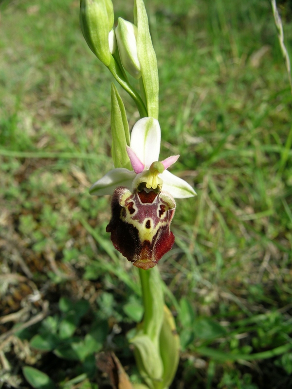 Ophrys bertolonii, Op. apulica, ibridi