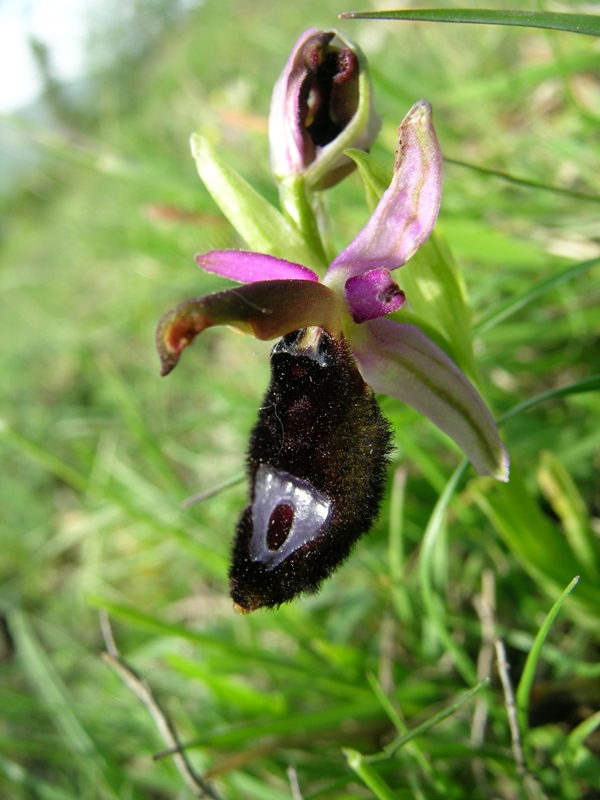 Ophrys bertolonii, Op. apulica, ibridi