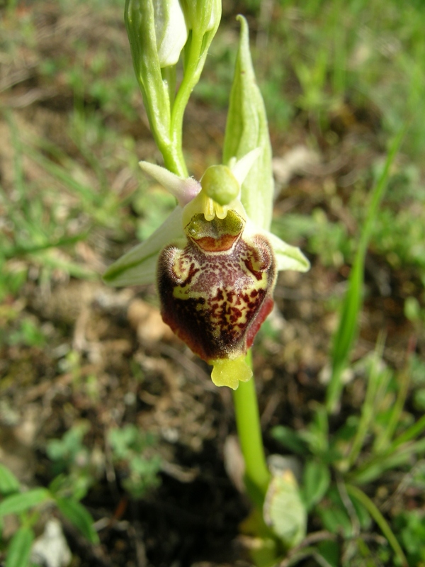 Ophrys bertolonii, Op. apulica, ibridi