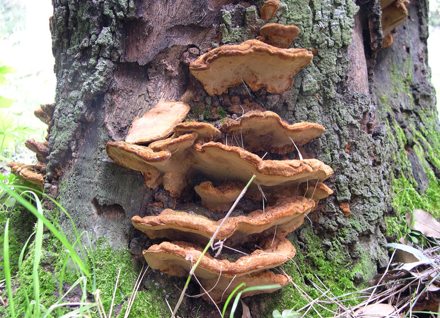 Phellinus torulosus