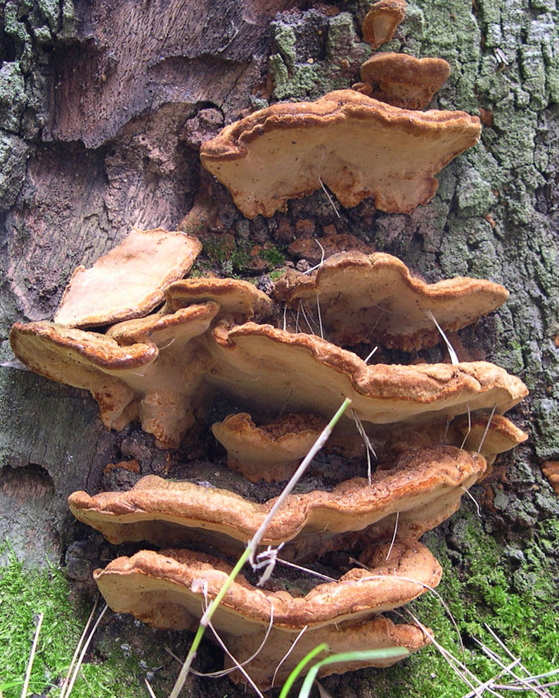 Phellinus torulosus