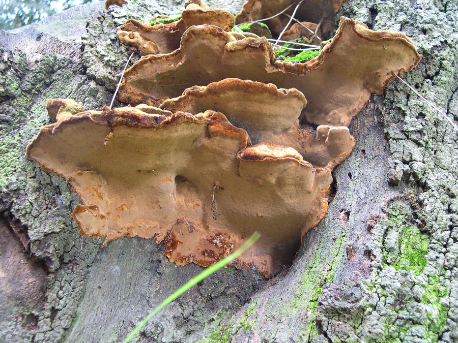 Phellinus torulosus