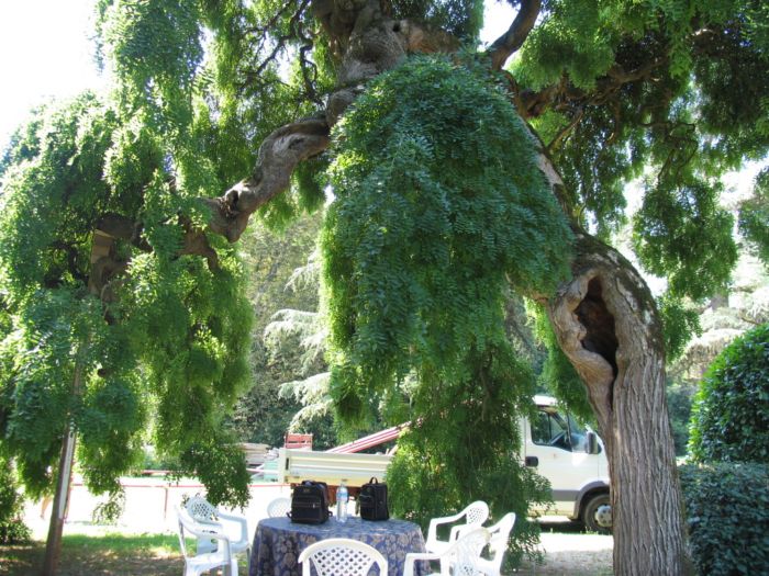 Styphnolobium japonicum (=Sophora japonica) / Sofora