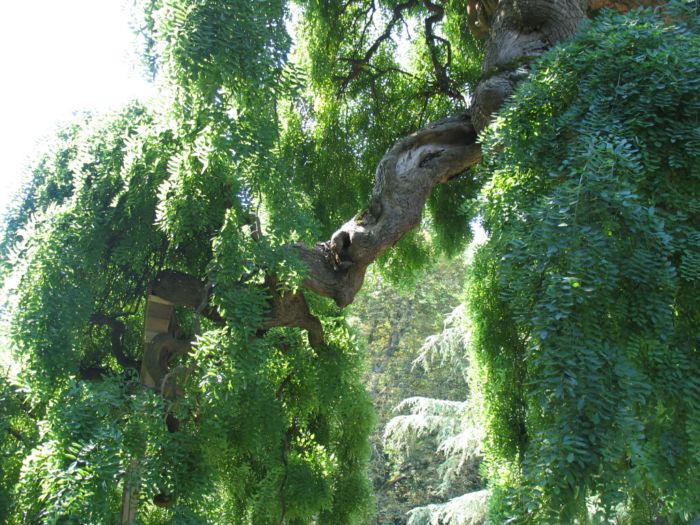 Styphnolobium japonicum (=Sophora japonica) / Sofora