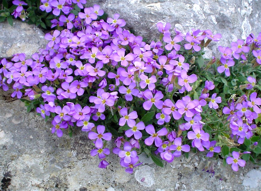 Piante: endemismi