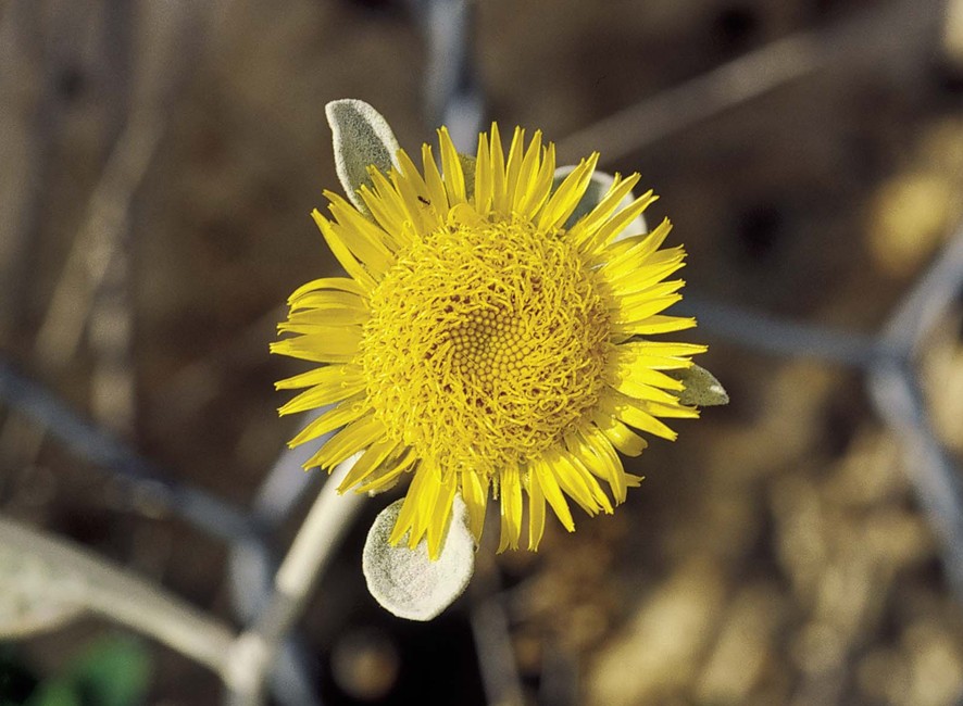 Physoplexis comosa / Raponzolo di roccia