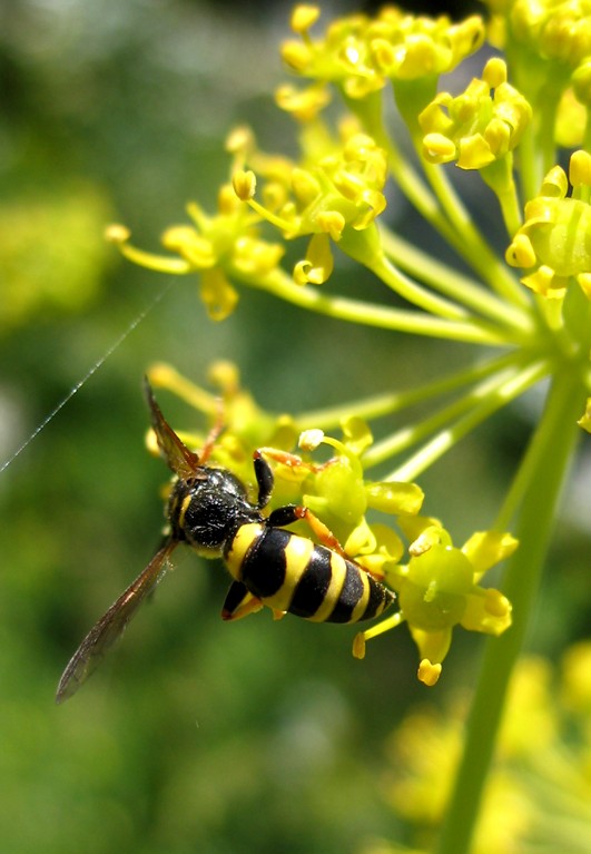 Thapsia garganica / Firrastrina comune