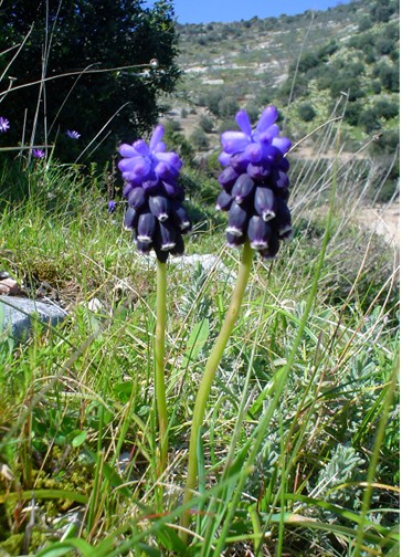 Fiori di primavera