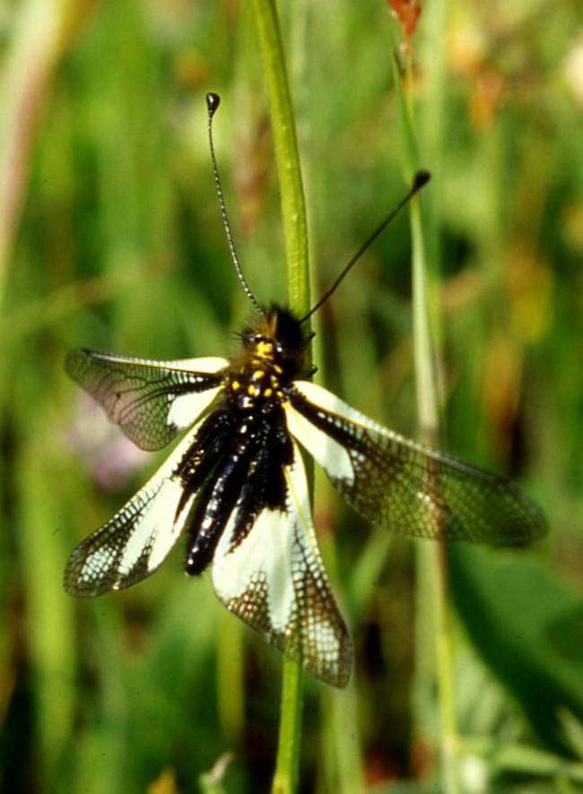 Libelloides baeticus (Planipennia, Ascalaphidae)