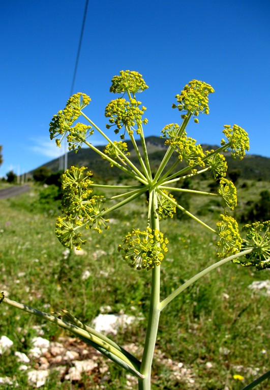 Thapsia garganica / Firrastrina comune