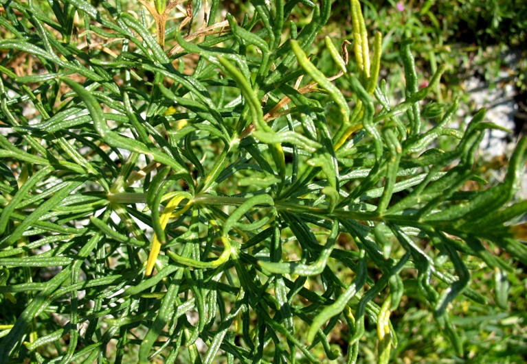 Thapsia garganica / Firrastrina comune
