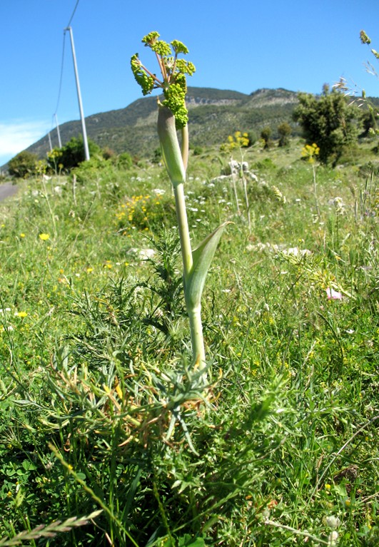 Thapsia garganica / Firrastrina comune