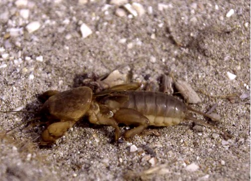 Animaletto strano: una curiosità x voi, Gryllotalpa sp.