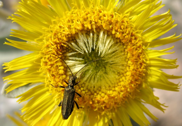 Pentanema verbascifolium (=Inula verbascifolia) / Enula candida