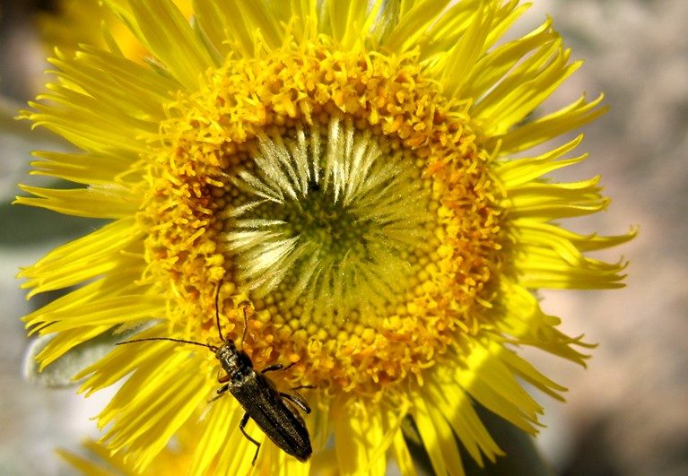 Pentanema verbascifolium (=Inula verbascifolia) / Enula candida