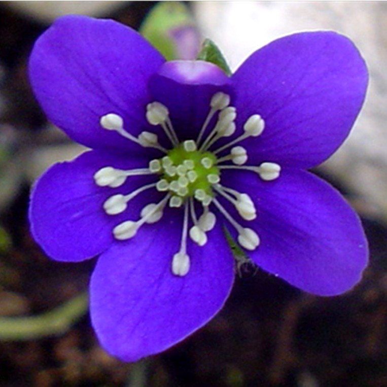 Hepatica nobilis / Erba trinità
