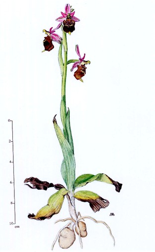 Ophrys apifera...Lore''...tutta colpa tua!!!!