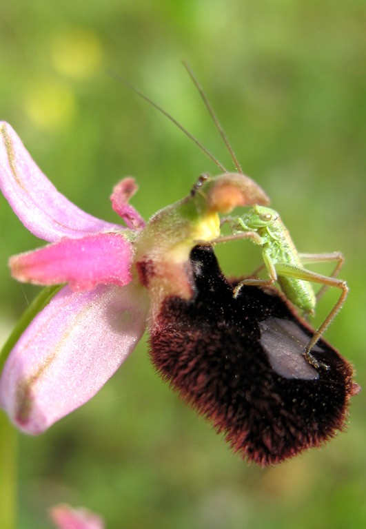 Ortotteri