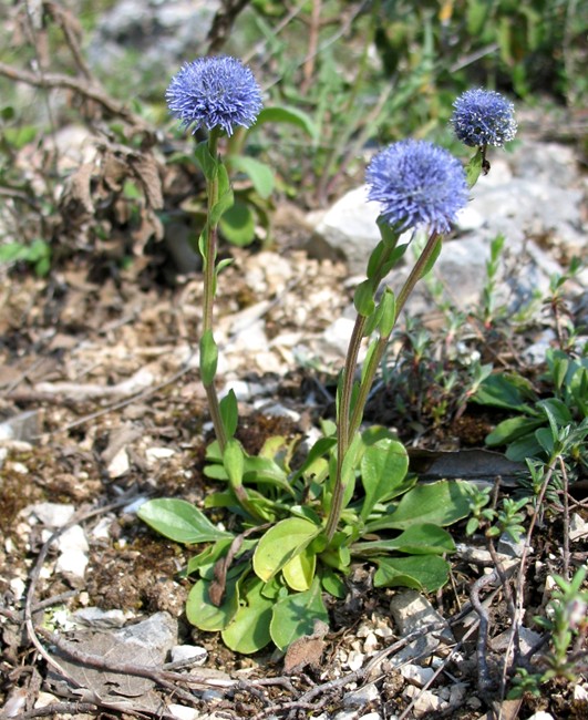 Globularia bisnagarica (=Globularia punctata) / Vedovelle dei prati