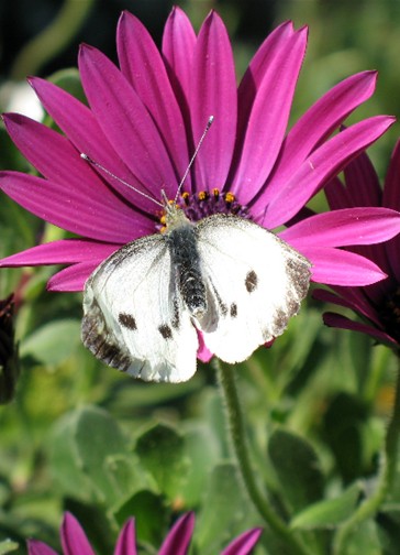 Farfalle diurne di primavera