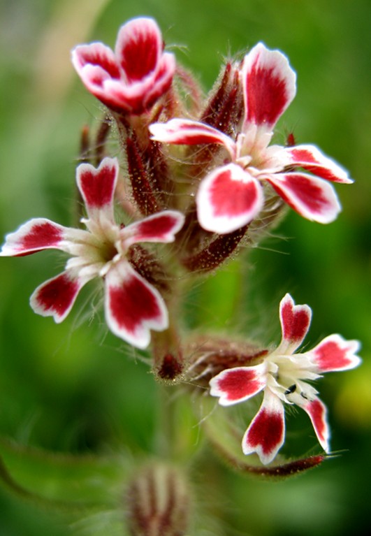Un fiore di campo: Silene gallica