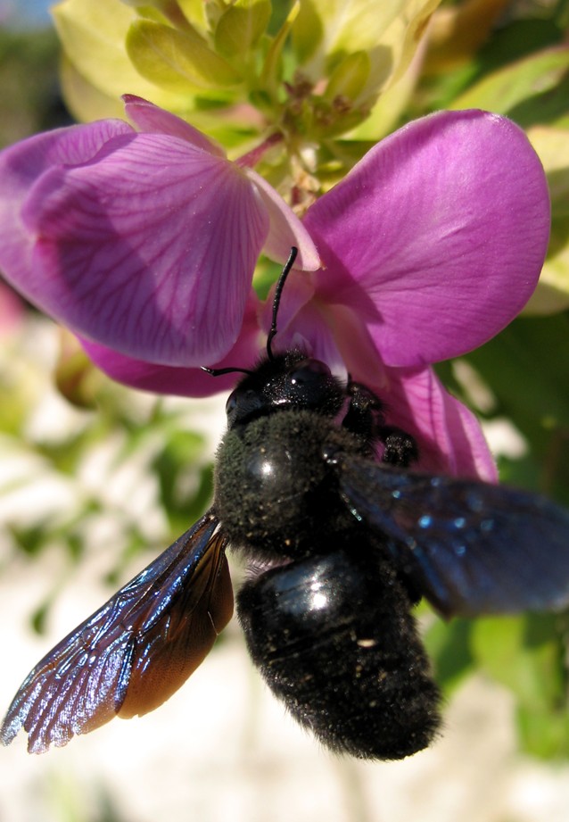 Xylocopa violacea