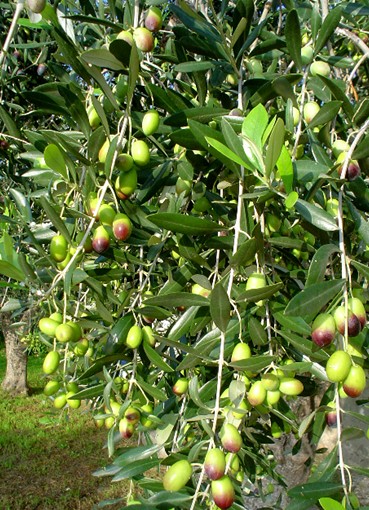 Olea europaea / Ulivo
