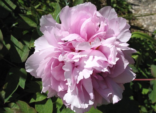 Le prime Peonie