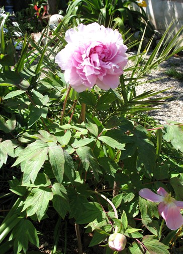 Le prime Peonie